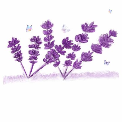 Violetter Lavendel mit Schmetterlingen
